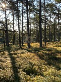 Nature in Stockholm archipelago !